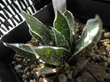 Gasteworthia