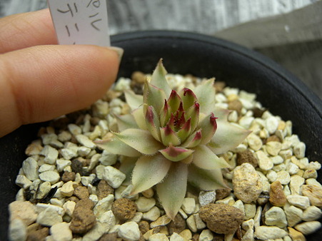 Sempervivum mettenianum f. variegata
