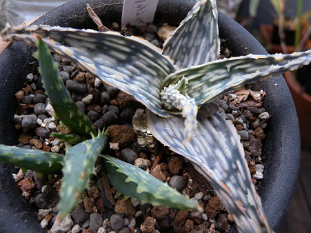 Aloe Nishi Dorian