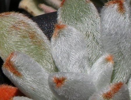 Echeveria leucotricha