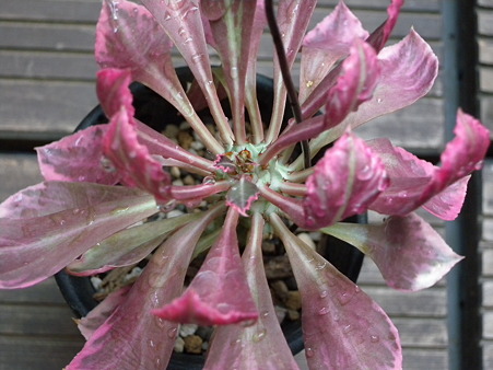 Monadenium sp. white variegata