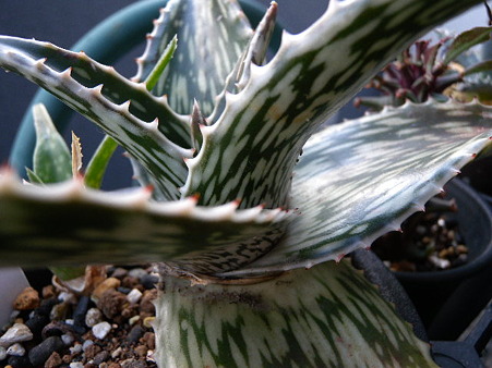 aloe peckii1