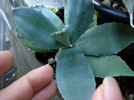 agave pygmaea