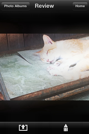 猫シャー