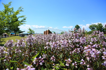 ふるさと公園