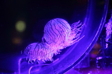 ハナガサクラゲ漢字で書くと花笠水母