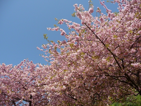 120329-松田山 河津桜 (144)