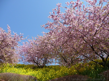 120329-松田山 河津桜 (111)