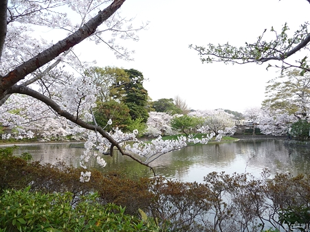 110411-鶴岡八幡宮 源平池 (12)