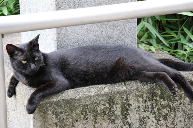 徳島 王子神社の猫1 写真共有サイト フォト蔵