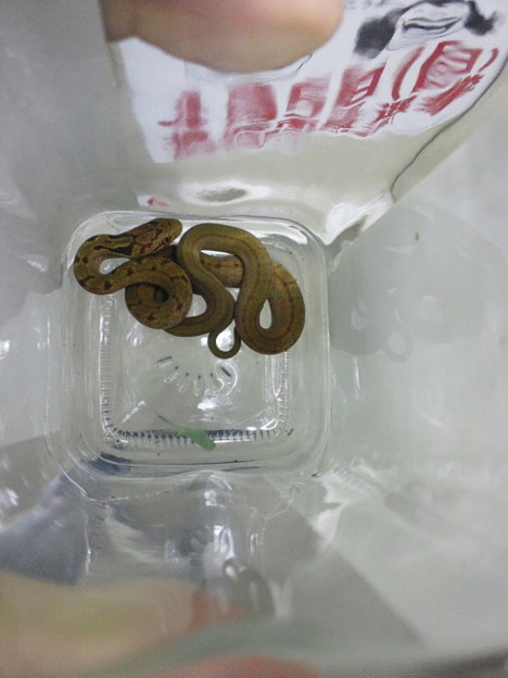 シマヘビの赤ちゃん 写真共有サイト フォト蔵