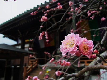 観音寺と梅