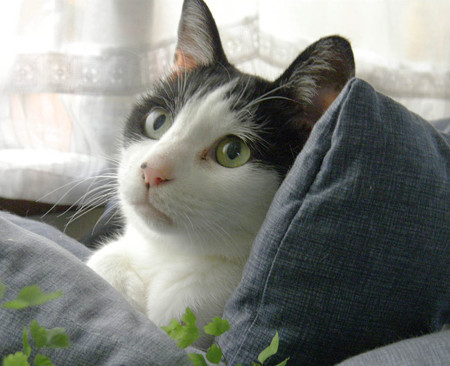 75zabu