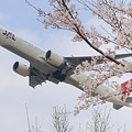 JALと桜