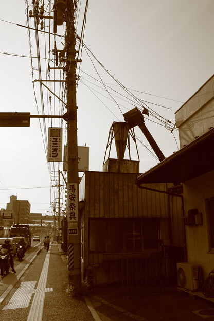 Photos: 路傍の草１０