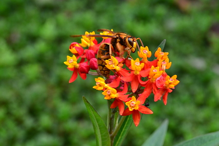 A Hornet