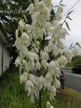 厚葉君が代蘭