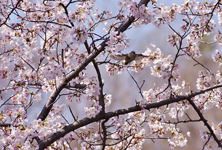お花見飛行。