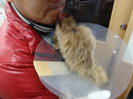 ちゃこの入院-その後-
