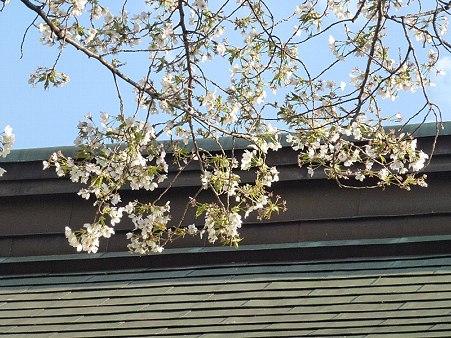 妙法寺の桜
