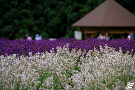 Blog_20150704_004