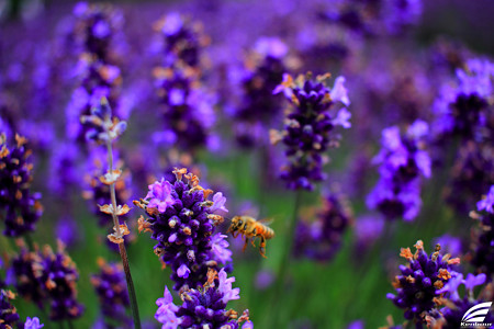 Blog_20150704_009