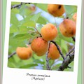 Photos: 色づいた杏