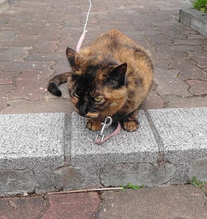チビタン