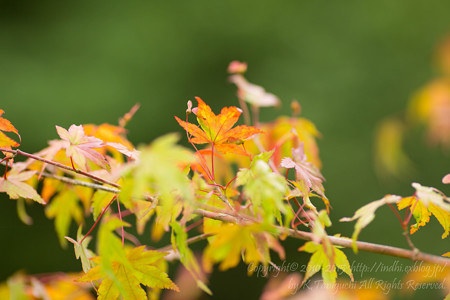 紅葉始まる