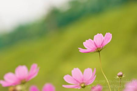 秋桜