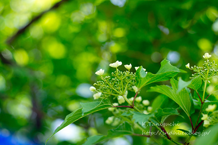 NEX-5 FD50 F1.4