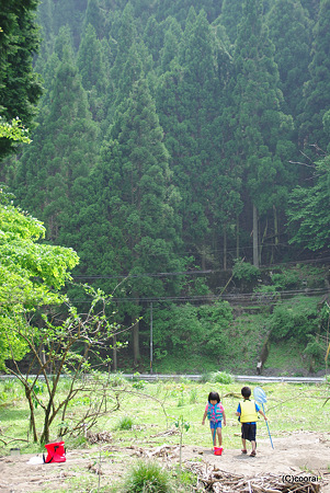 フィトンチッド