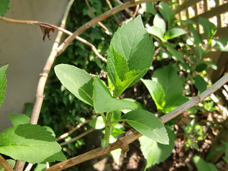 CIMG5784