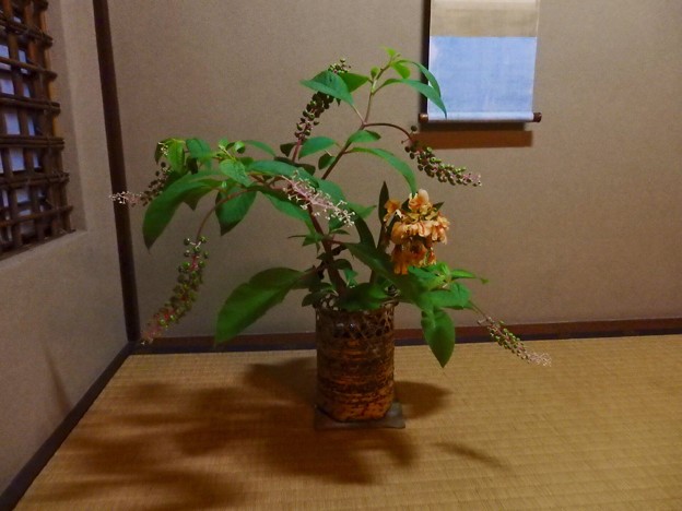 ヨウシュヤマゴボウ