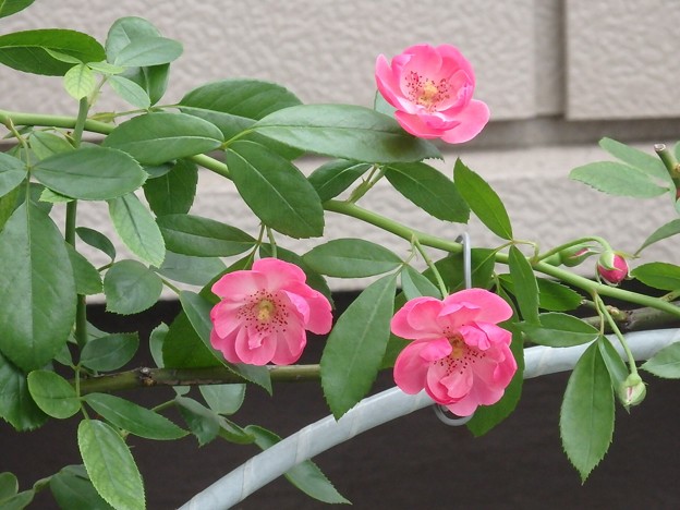 アンジェラ