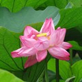 蓮の花