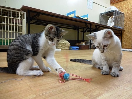 リゼ＆ジャワ「オモチャで遊ぶでち」