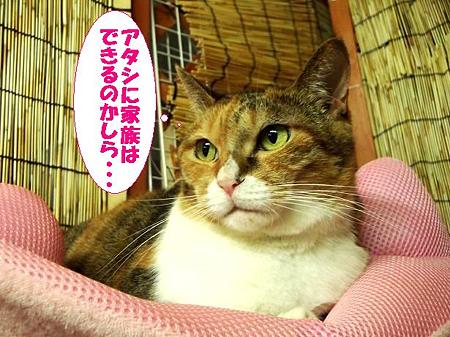 ミケコ