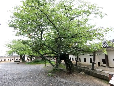 松山城16