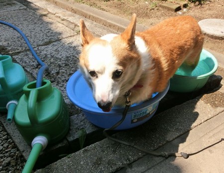 コーギー行水？
