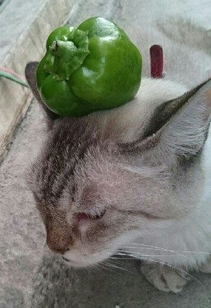 tama