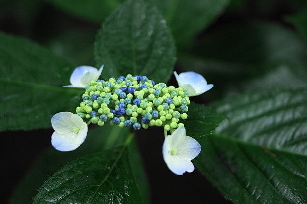 四角い紫阳花