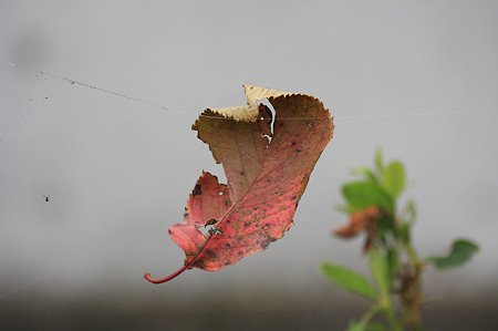 2011.10.03　和泉川　桜