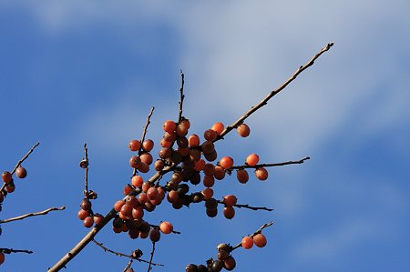 2011.12.10　和泉川　小さな実をつけた柿？