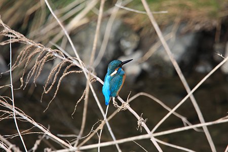 2012.02.22　和泉川　カワセミ