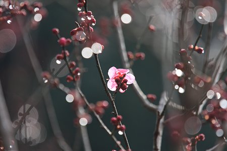 2012.02.23　大池公園　紅梅　雨上り