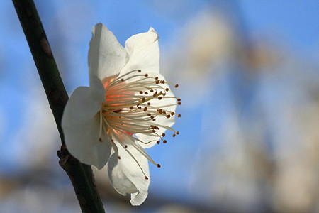 2012.03.26 和泉川 ウメ
