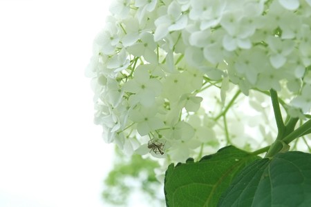 2015.06.13　和泉川　アジサイ　蜘蛛と蟷螂
