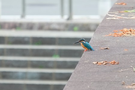 2015.06.17　和泉川　カワセミ