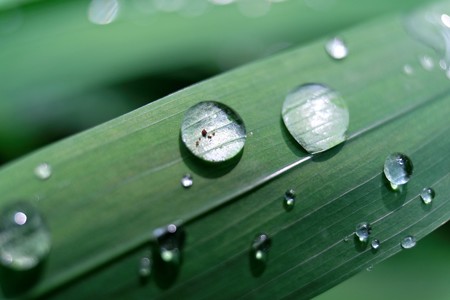 2015.06.20　追分市民の森　雨あがる